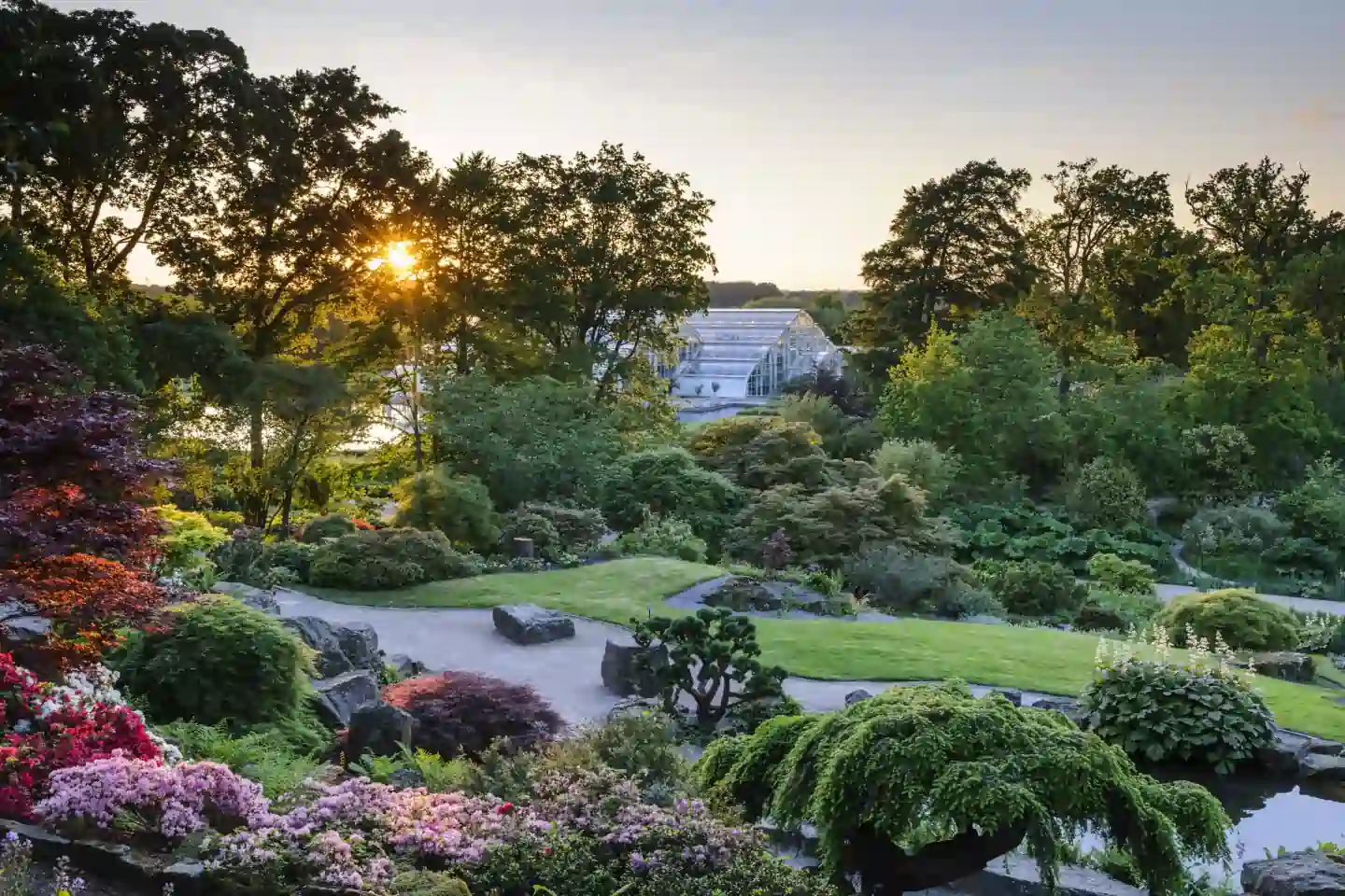 Best Rockery Plants for Dry Soil